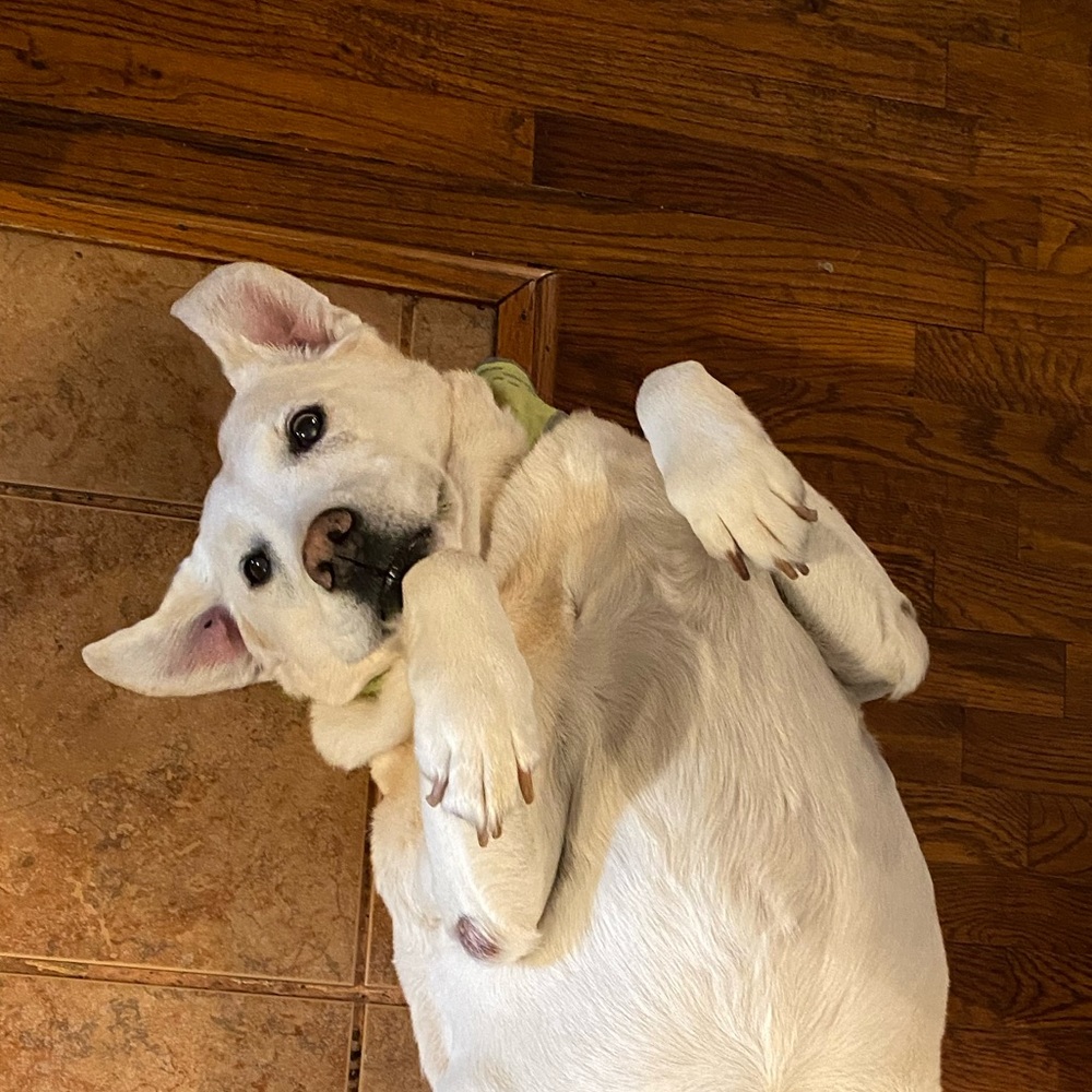 Meet your Posher, Lena